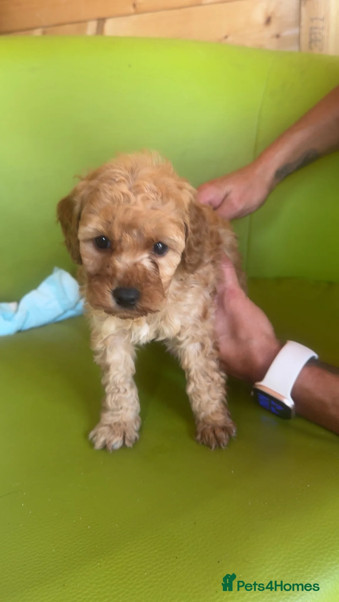 Standard Poodle dogs for sale: Stunning poodle puppys - Advert 2