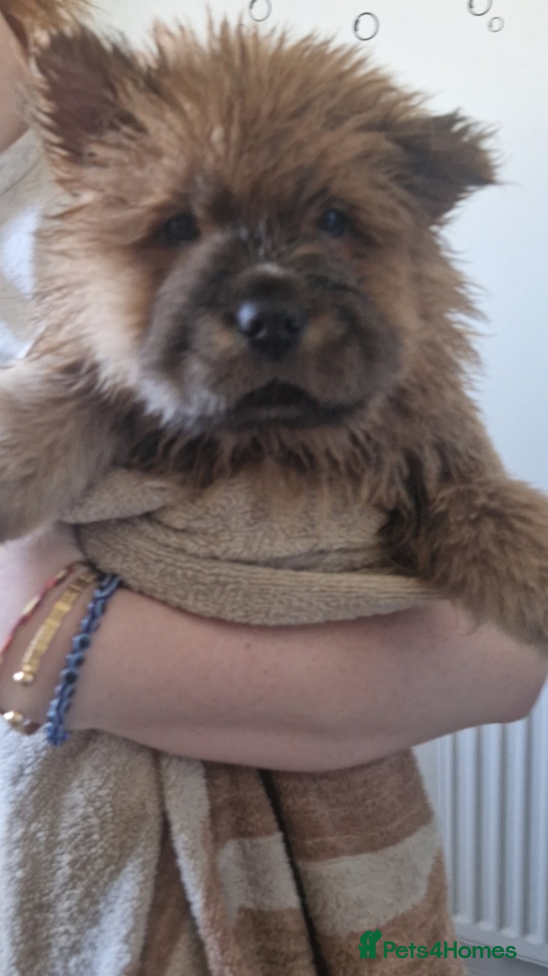 Chow Chow dogs for sale: Chow chow puppy - Image 10
