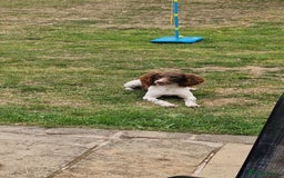 English Springer Spaniel dogs for sale: Bramble the English Springer Spaniel - Image 1