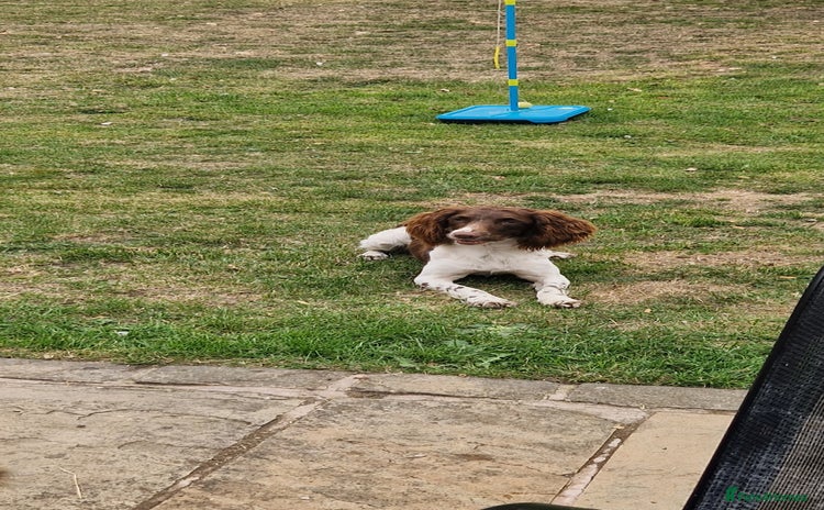 English Springer Spaniel dogs - Advert 13
