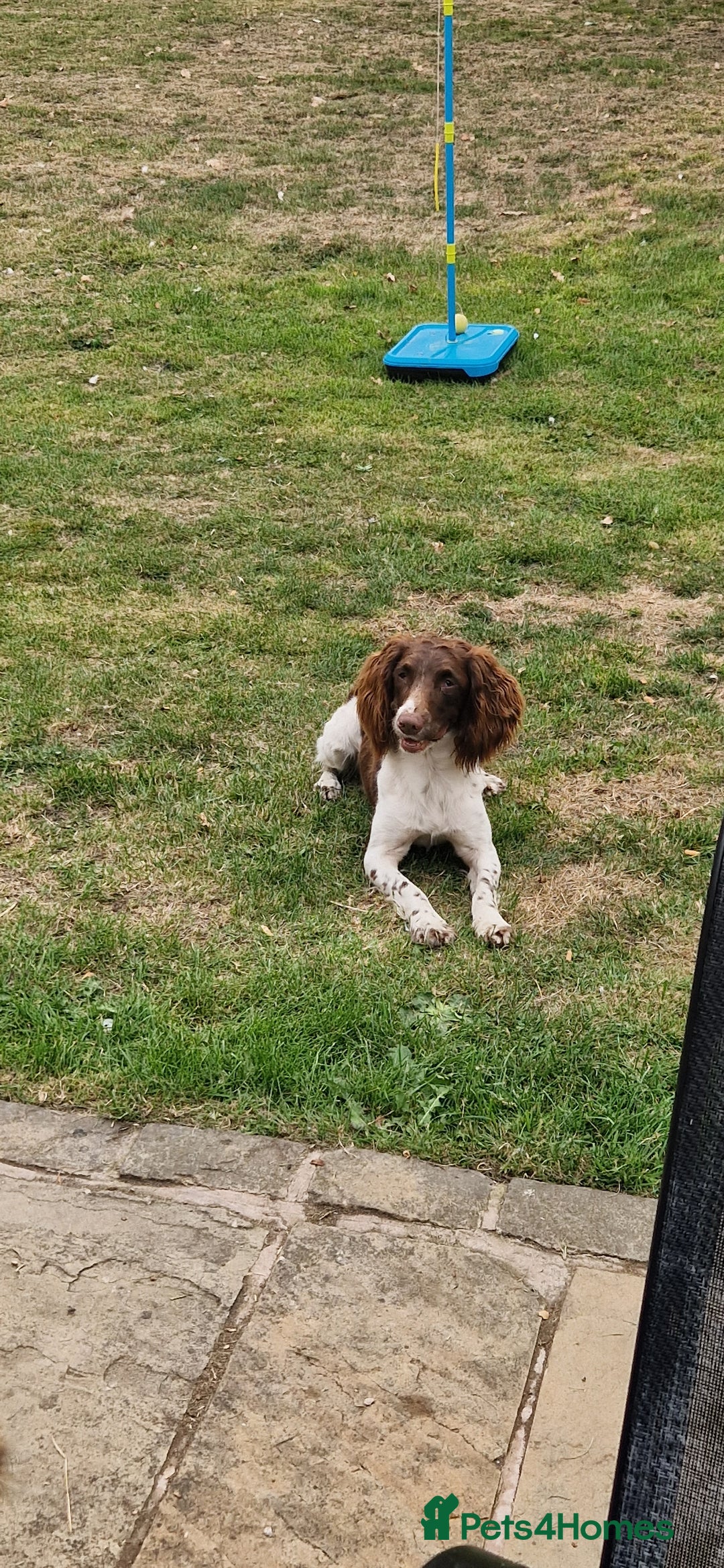 English Springer Spaniel dogs for sale: Bramble the English Springer Spaniel - Image 1