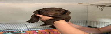 Sprocker 2