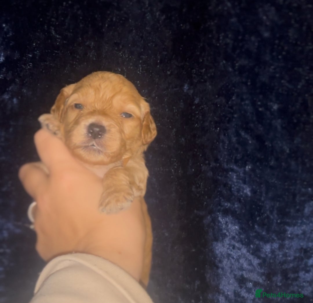 Cockapoo dogs for sale: F1 cockapoos  - Advert 13