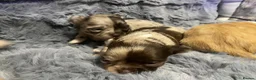 Chihuahua dogs for sale: Long coat Merle Chihuahua pups  - Advert 8