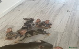 French Bulldog dogs for sale: Kc registered 12 week old French. Bulldogs  - Image 5