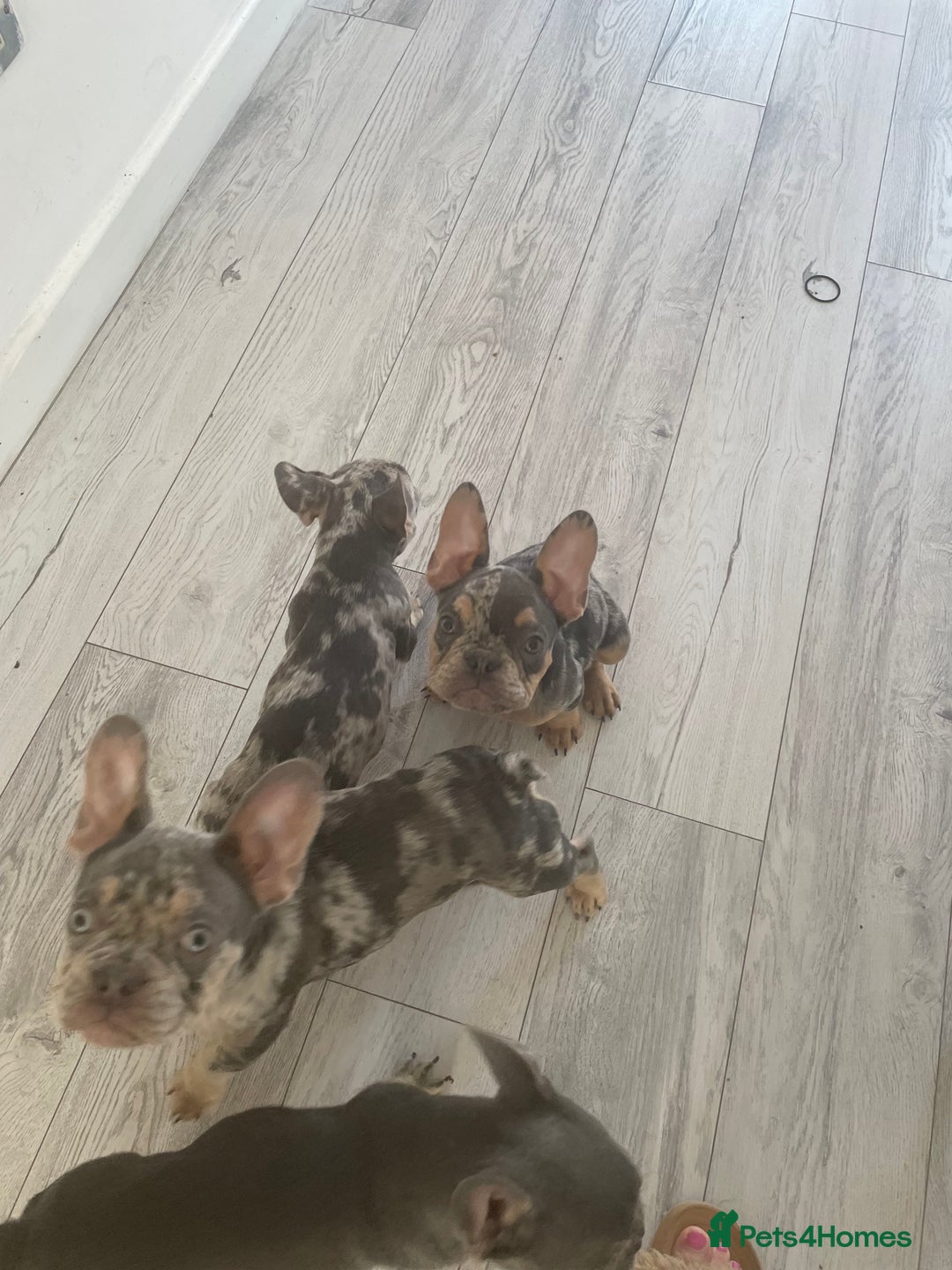 French Bulldog dogs for sale: Kc registered 12 week old French. Bulldogs  - Image 5