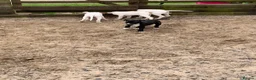 Lurcher dogs for sale: Lurcher pups forsale  in Brecon - Advert 6