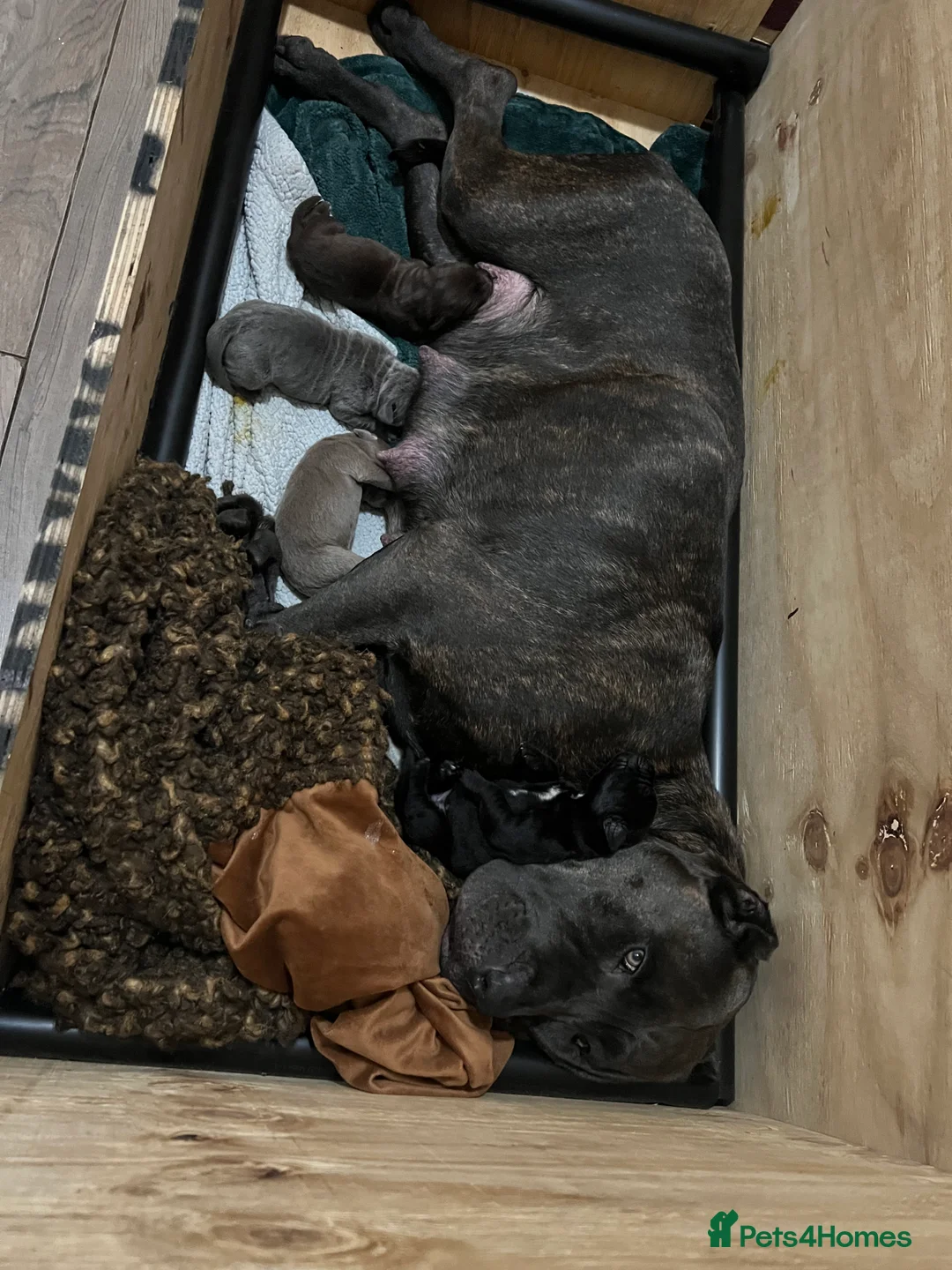 Bandog dogs for sale: Bandog mastiff pups for sale  - Advert 10