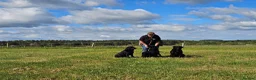 Labrador Retriever dogs for stud: Working labradror gundog for stud - Advert 4