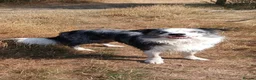 Border Collie dogs for stud: Stunning Blue Merle Border Collie for Stud - Advert 3
