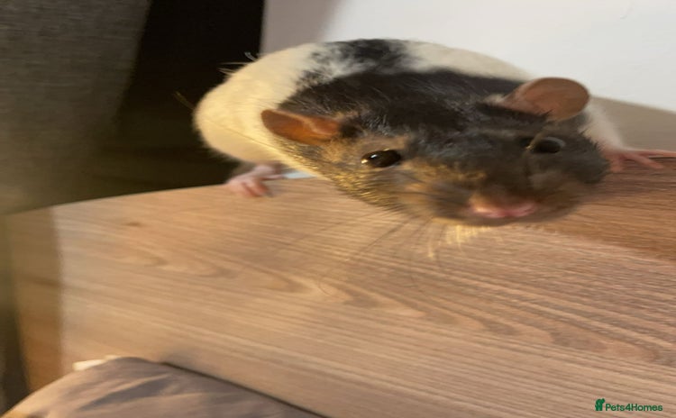 Rat rodents - Advert 2