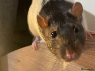Rat rodents - Advert 7