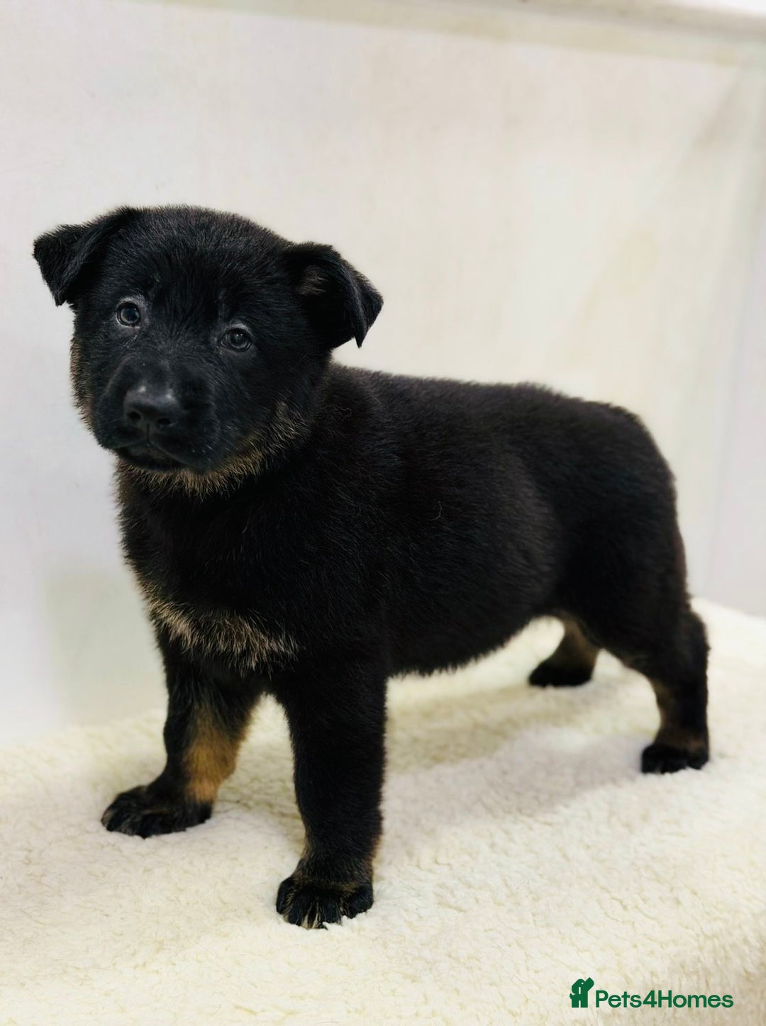 German Shepherd dogs for sale: DDR Working Line GSD Puppies Rare Working Lines - Advert 7