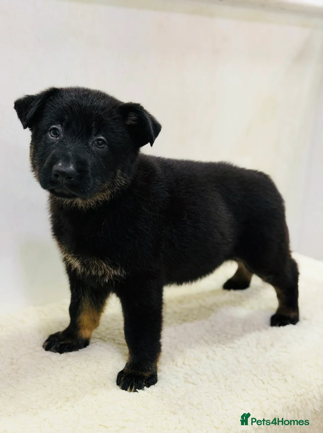 German Shepherd dogs for sale: DDR Working Line GSD Puppies Rare Working Lines - Advert 7