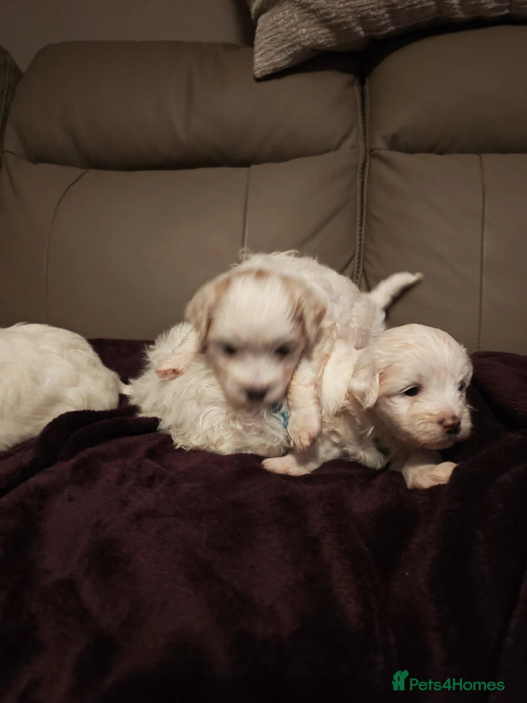 Mixed Breed dogs for sale: Maltipoo x Coton de Tulear Puppies – 5 Males - Advert 19