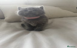 British Shorthair cats for sale: 3 chunky beautiful British shorthair  - Image 7