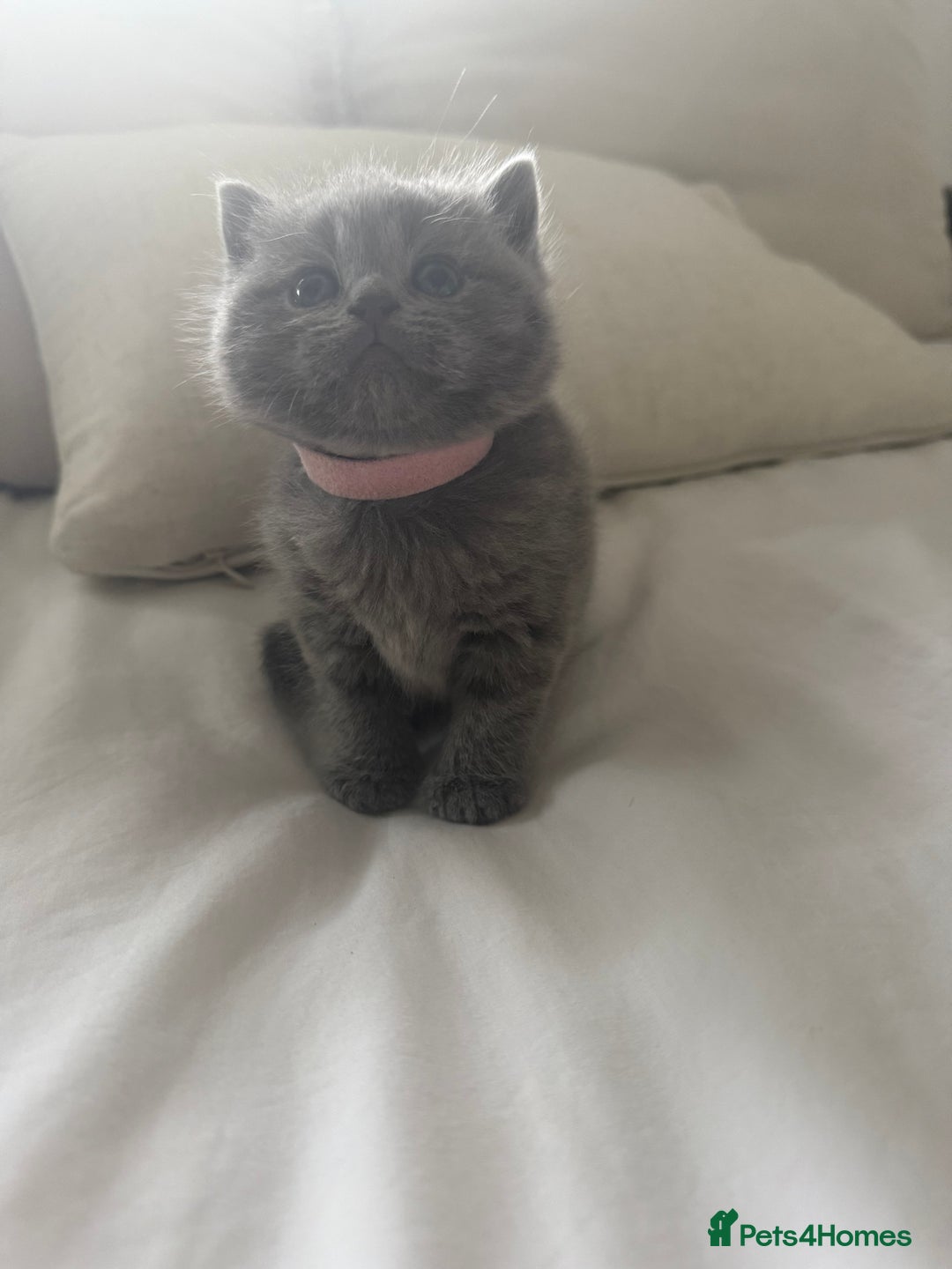 British Shorthair cats for sale: 3 chunky beautiful British shorthair  - Image 7