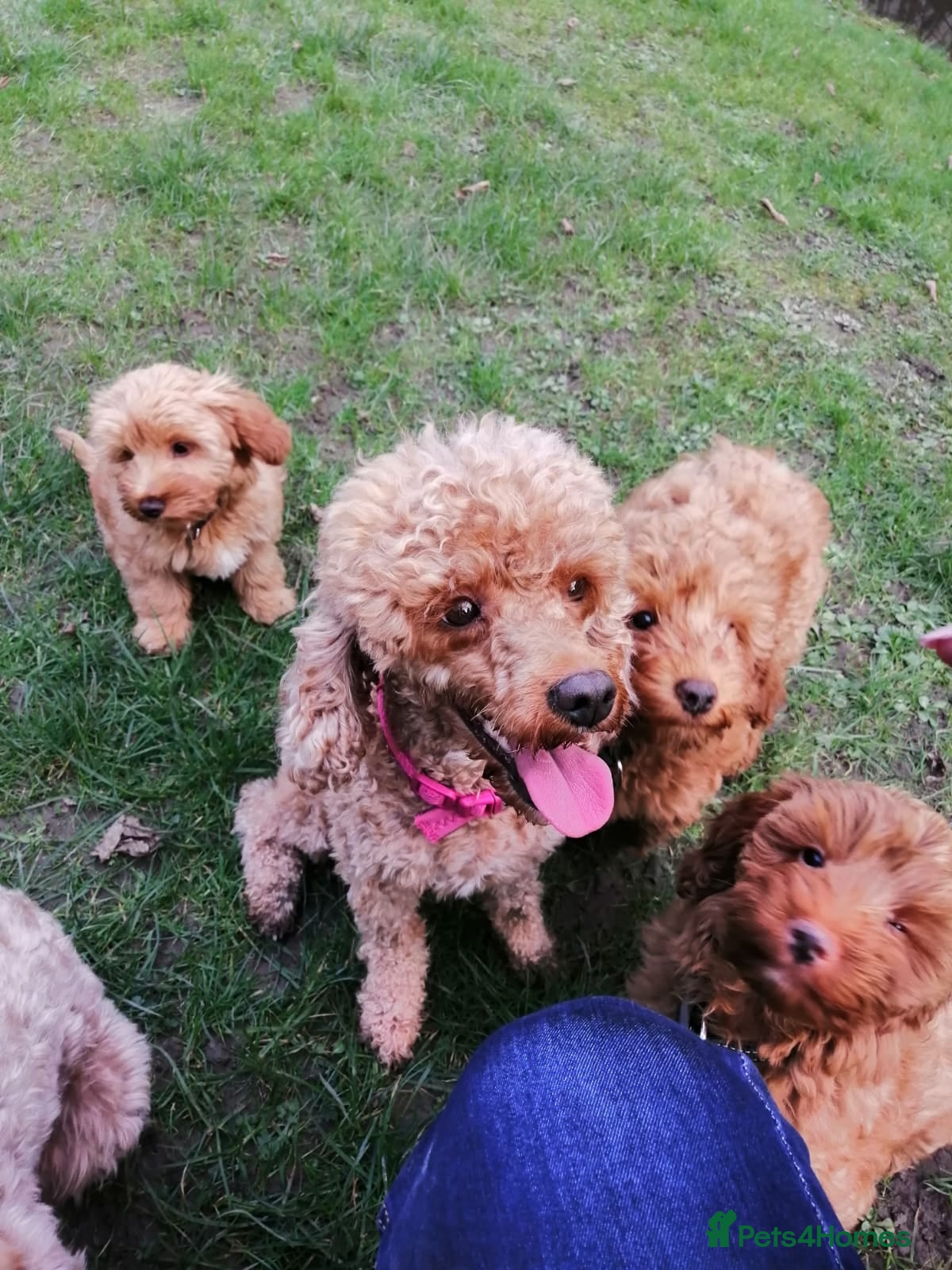 Cockapoo dogs 4 beautiful characterful cockerpoo - Advert 3