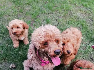 Cockapoo dogs 4 beautiful characterful cockerpoo - Advert 3