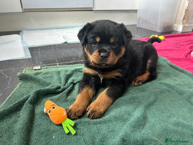 Rottweiler dogs *** Pedigree Rottweilers due 4th dec*** - Advert 2