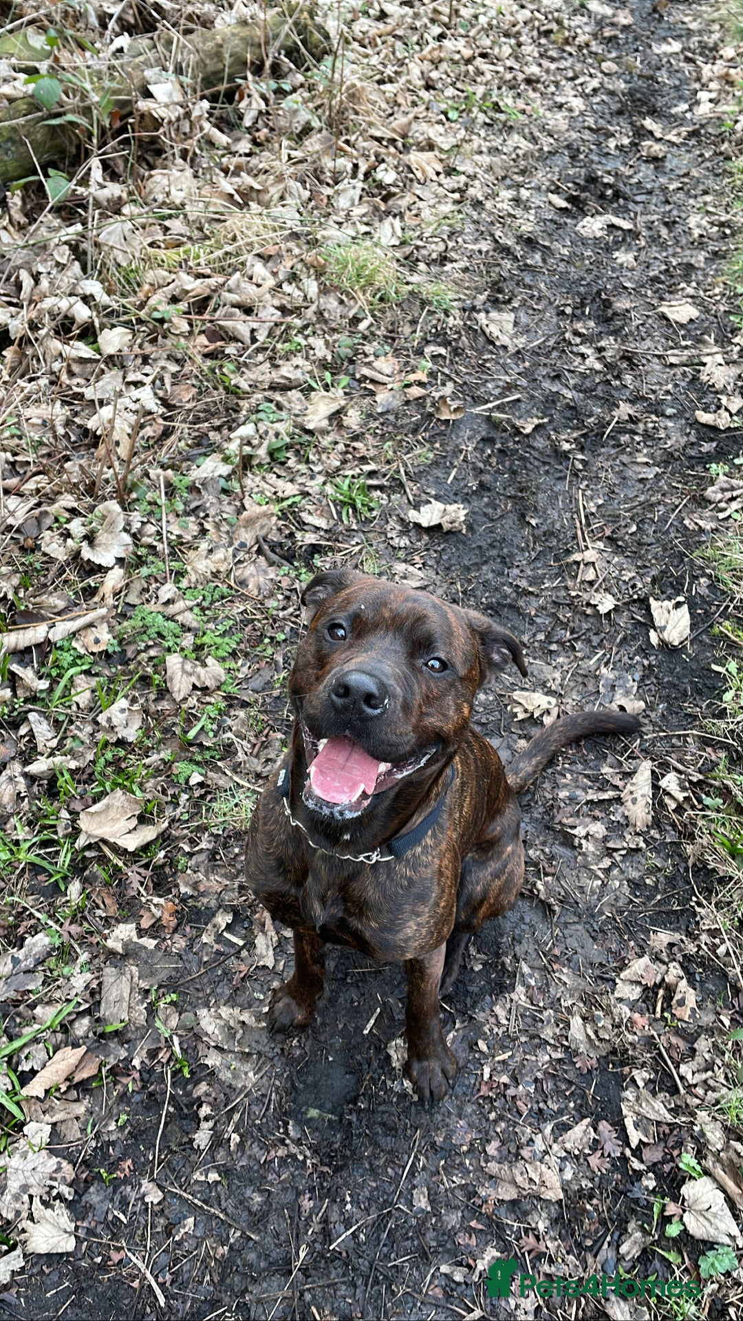 Mixed Breed dogs for sale: 4 year old male staffy mastiff cross - Advert 15