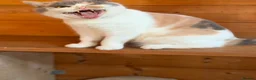 British Shorthair cats for sale: Ex breeding queen looking for a new home - Advert 5