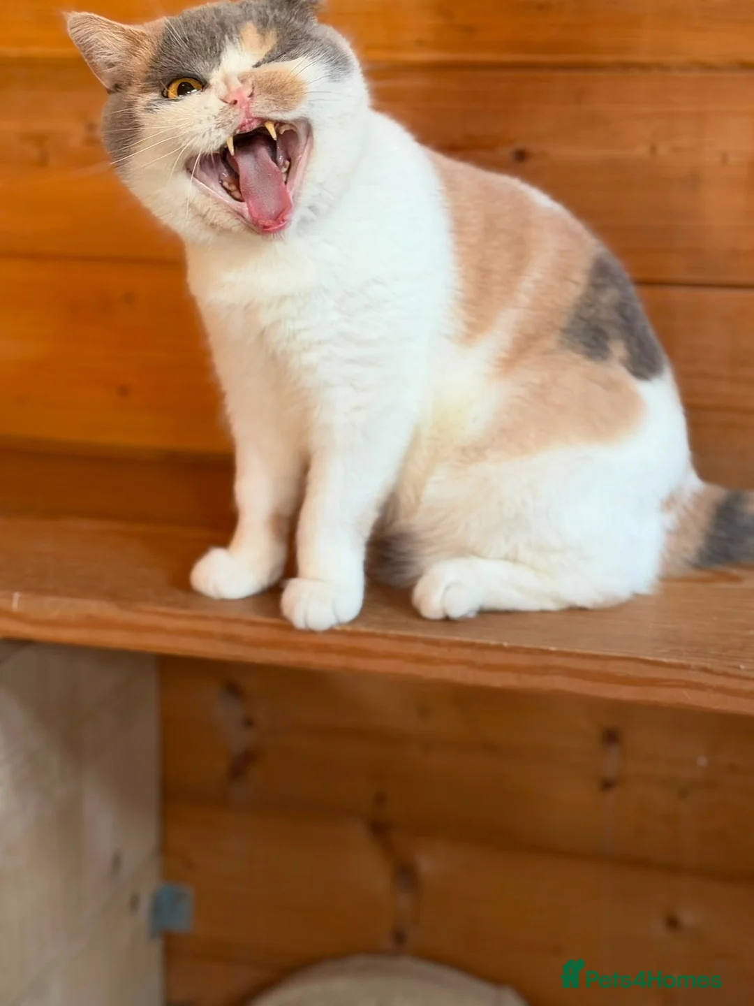 British Shorthair cats for sale: Ex breeding queen looking for a new home - Advert 5