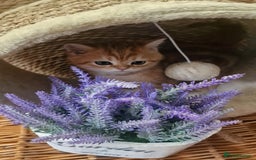 British Shorthair cats for sale: NY12 TICA GOLDEN BRITISH SHORTHAIR KITTENS  - Image 34