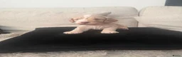 Cockapoo dogs for sale: Beautiful F1B cockapoo puppies  in Wolverhampton - Advert 12