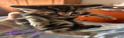 Mixed Breed cats for sale: Gorgeous litter of playful kittens - Advert 8