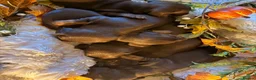 Miniature Dachshund dogs for sale: KC Miniature dachshund chocolate and tan puppies!  - Advert 8