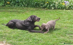Labrador Retriever dogs for sale: 6month old Female Pure Lab - Image 7
