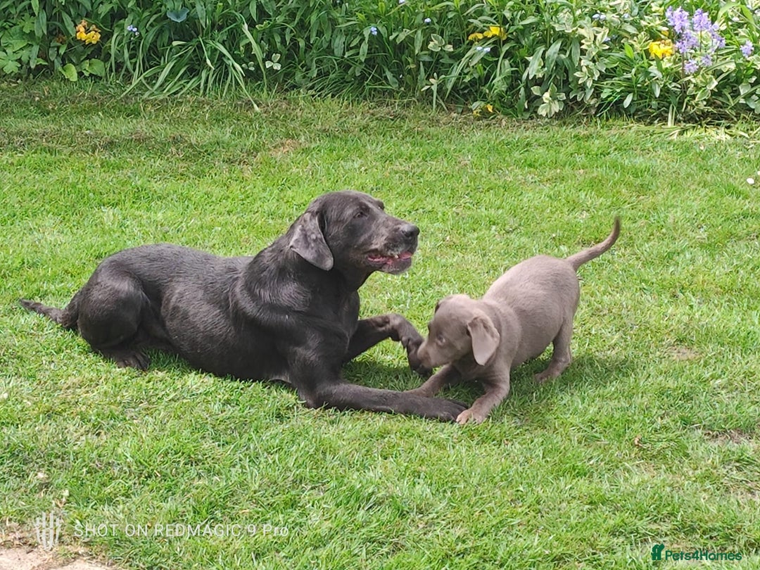 Labrador Retriever dogs for sale: 6month old Female Pure Lab - Image 7