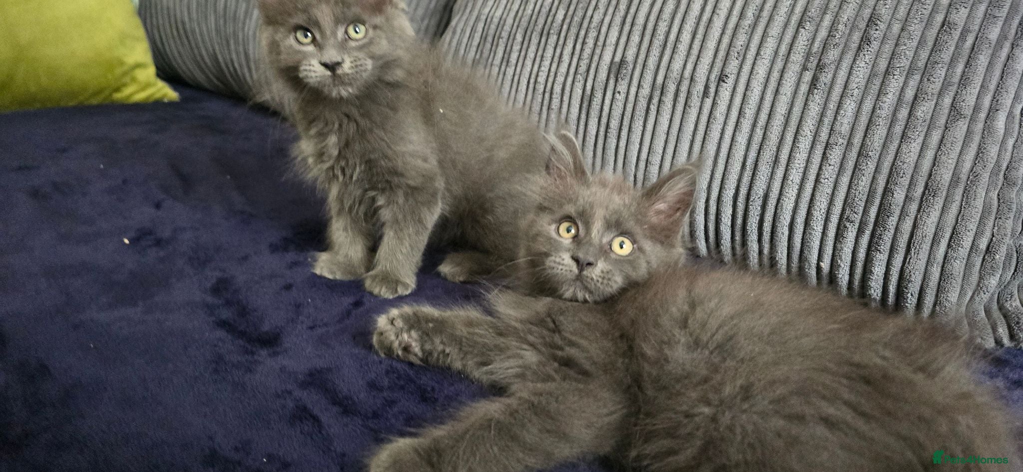 Maine Coon cats Maine coon kittens - Advert 1
