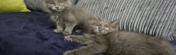 Maine Coon cats for sale: Maine coon kittens - Advert 2