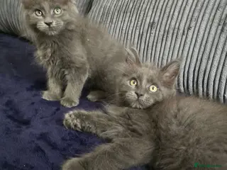Maine Coon cats Maine coon kittens - Advert 1