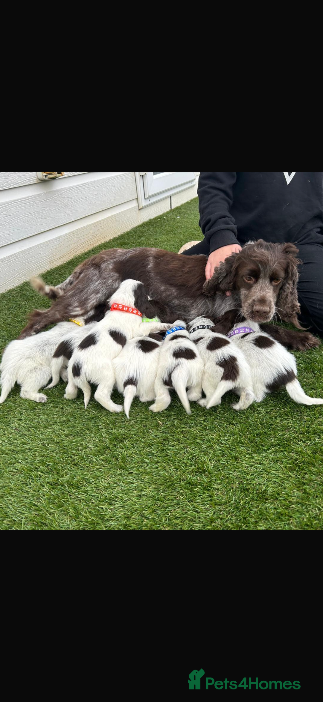 Cocker Spaniel dogs for sale: Cocker spaniel puppies 6girls 1boy ready now - Image 1