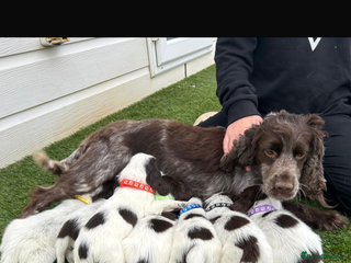Cocker Spaniel dogs - Advert 8