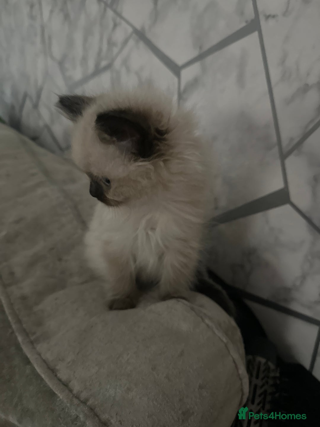 Ragdoll cats for sale: One blue eye female ragdoll kitten - Advert 5
