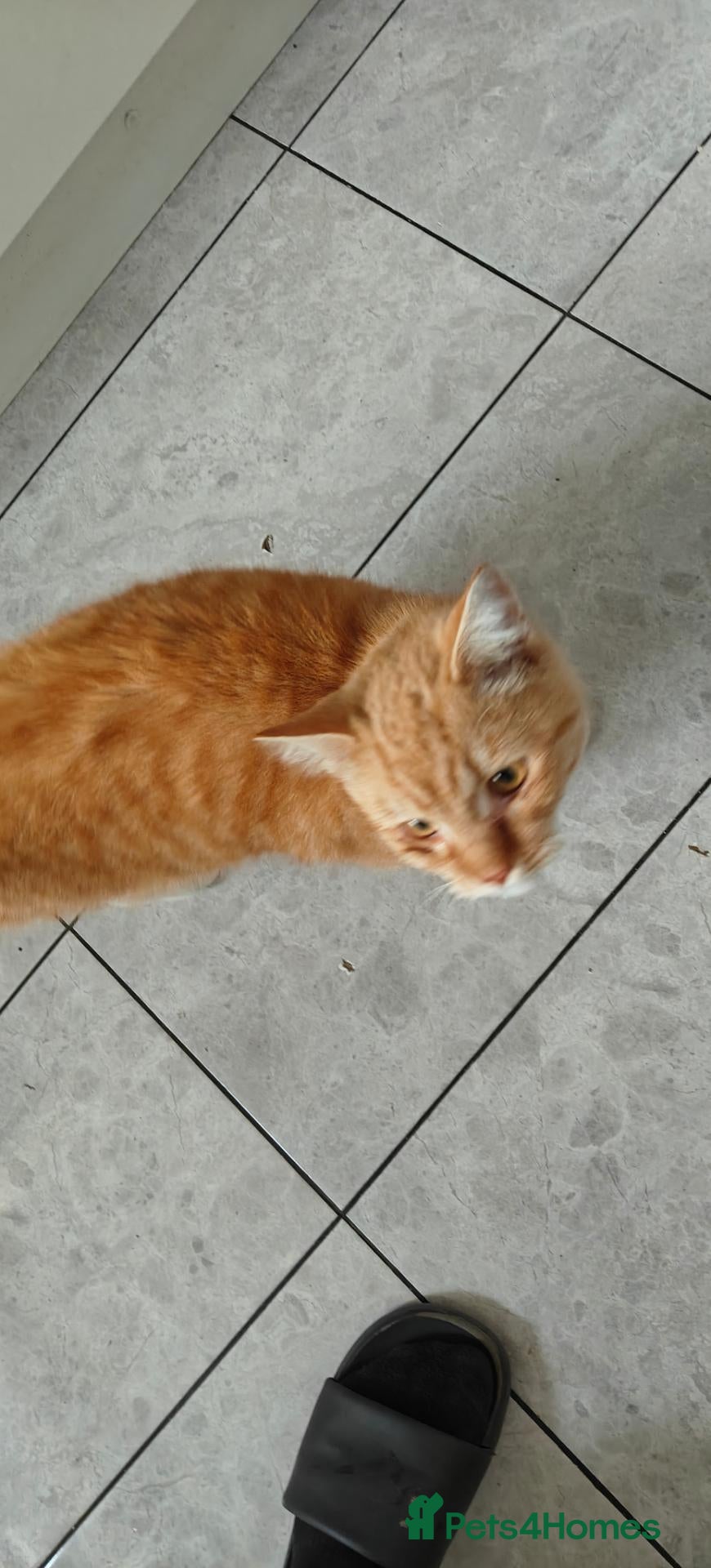 Mixed Breed cats for sale: Orange male kitten  - Advert 21