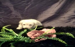 Miniature Dachshund dogs for sale: English Cream miniature dachshund  - Advert 36