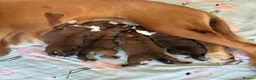 Boxer dogs for sale: Boxer puppies KC registered - family home!  - Advert 10