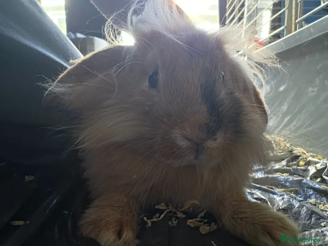 Rex rabbits for sale: 1 lion head rabbit  1 rex and 1 lop  - Advert 5