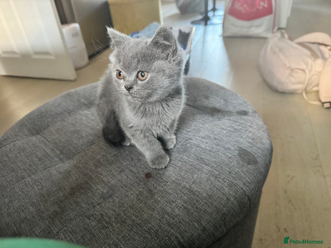 British Shorthair cats for sale: Blue British kittens beautiful  - Image 10