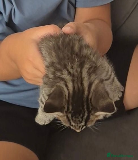 Mixed Breed cats Half maincoon and half domestic  - Advert 1