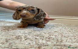 Miniature Dachshund dogs for sale: KC Registered Miniature Dachshund - 2 Boys Left! - Image 23