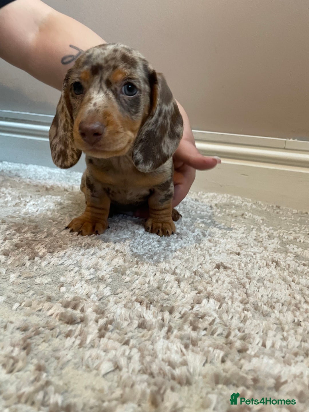 Miniature Dachshund dogs for sale: KC Registered Miniature Dachshund - 2 Boys Left! - Image 23