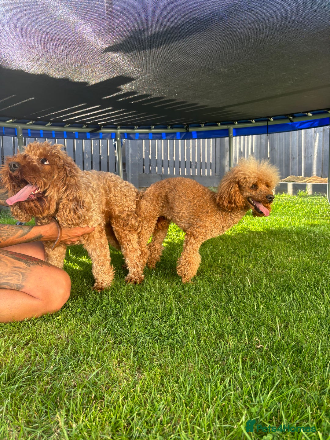Cockapoo dogs for sale: Red cockapoo pups 😍 3 weeks old almost  - Advert 4