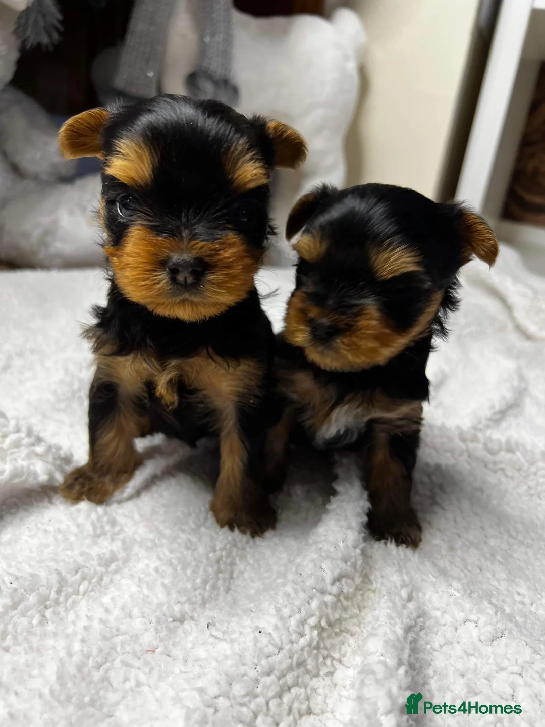 Yorkshire Terrier dogs for stud: Super small Yorkie with short muzzle DNA tested in Sheffield - Advert 13