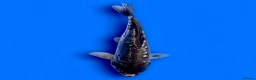 Koi Carp fish for sale: Japanese Koi - Top Quality - Advert 25